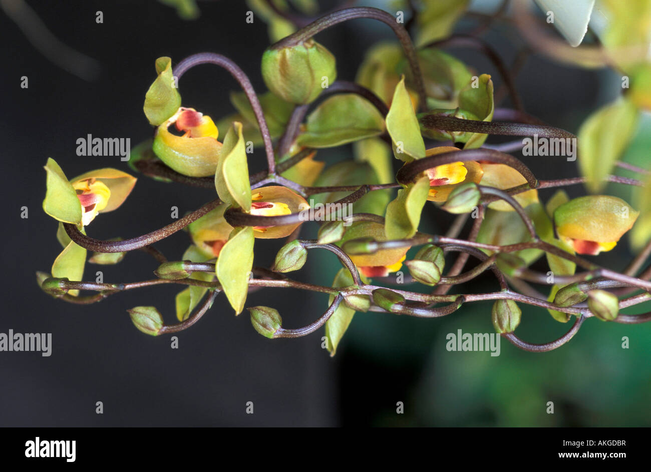 Ongora Truncata Stock Photo