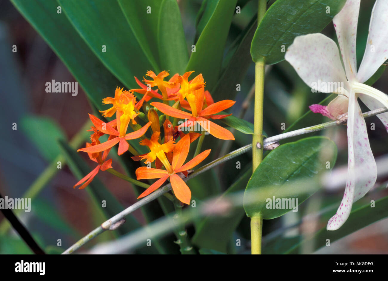 Epidendrum Cinnabarinum Stock Photo
