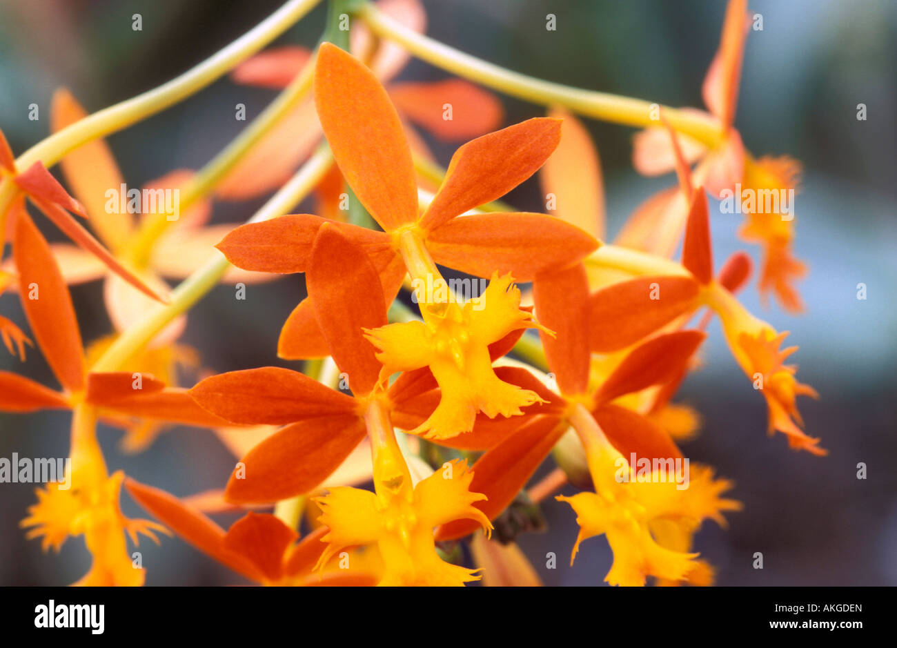 Epidendrum Cinnabarinum Stock Photo