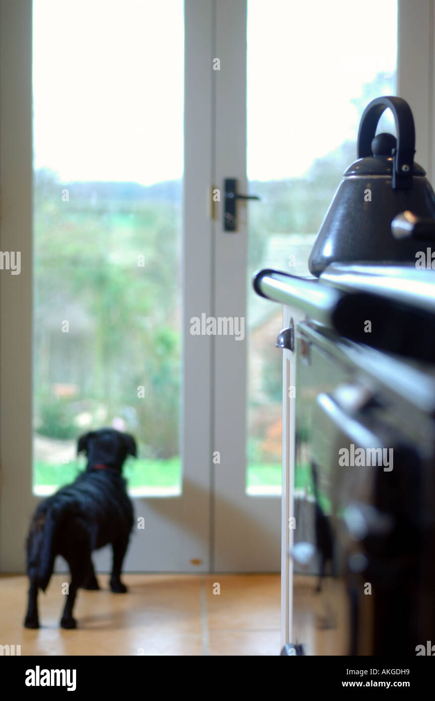 A SMALL BLACK TERRIER DOG LOOKS OUT THROUGH SOME PATIO DOORS IN A TIMBER FRAMED HOUSE UK Stock Photo