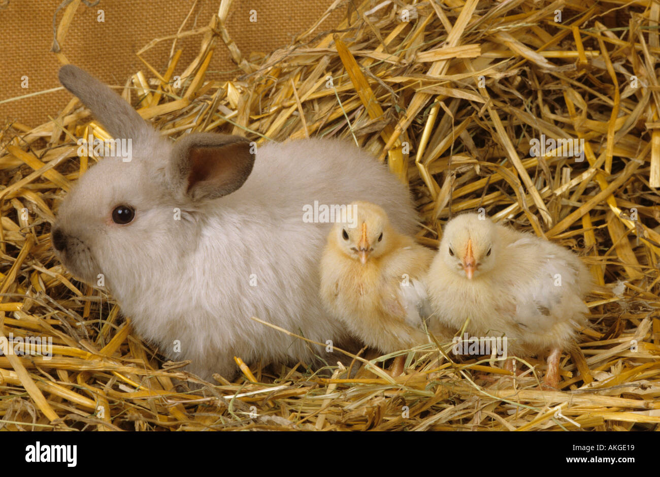 Two newly born cute hi-res stock photography and images - Alamy