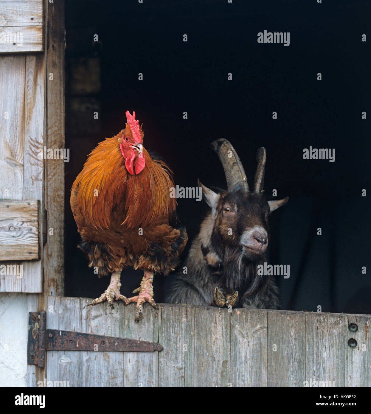 Cockerel and Billy Goat on Chiltern Smallholding UK Stock Photo