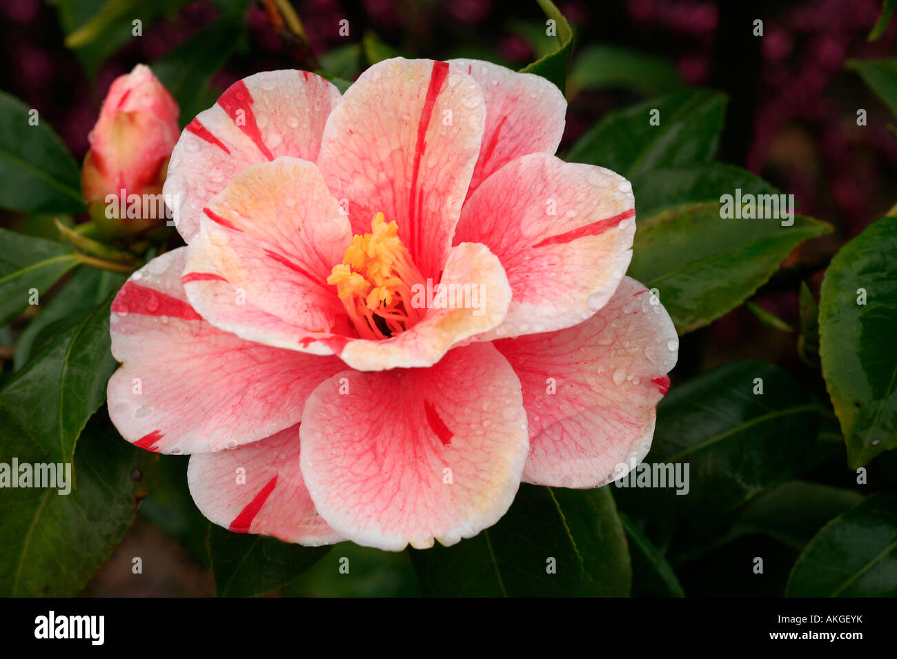Camellia japonica "Oki-no-nami Stock Photo - Alamy