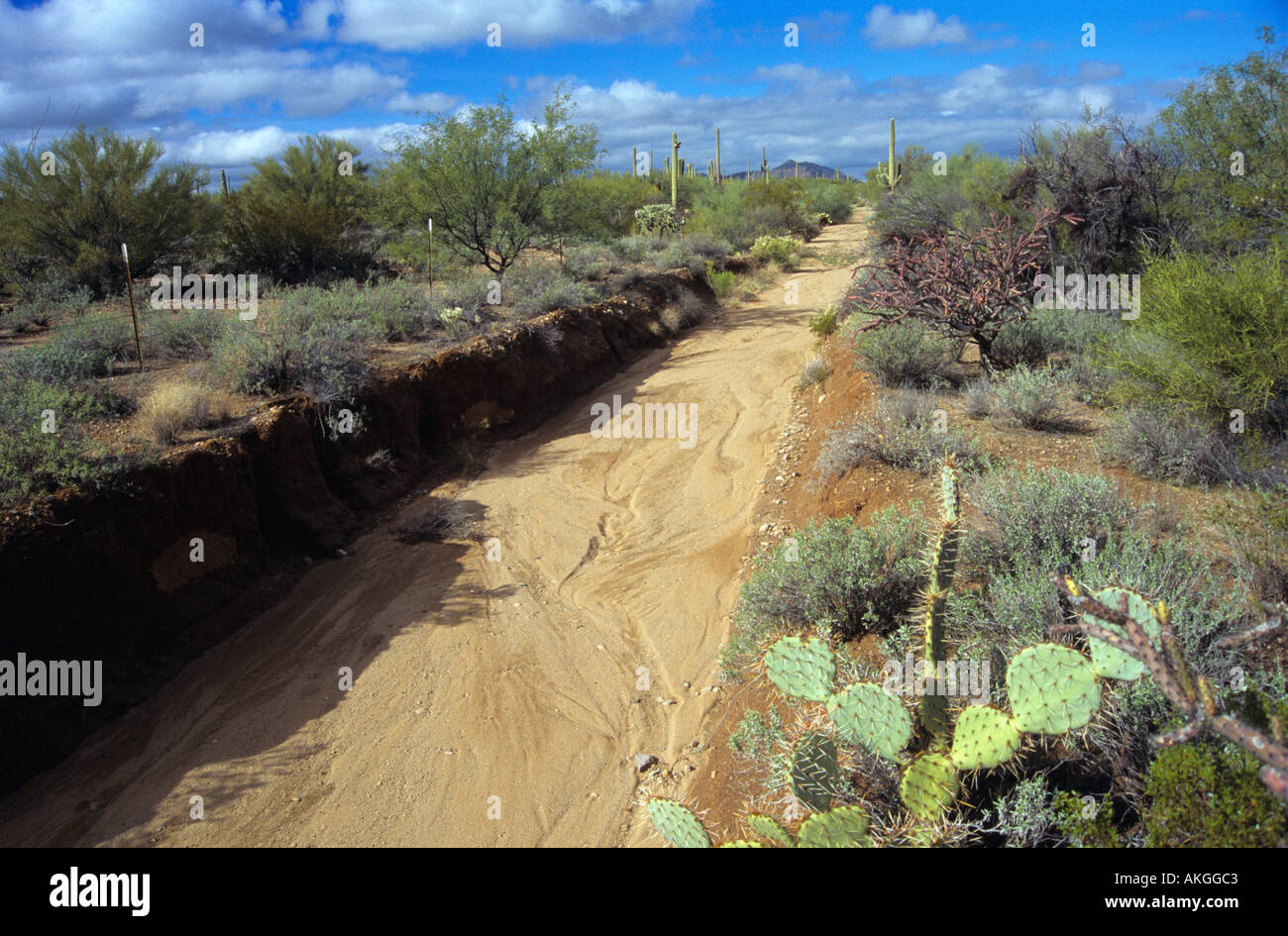 Dry stream bed in Arizona desert Stock Photo Alamy Dry stream bed in Arizona desert Stock Photo Alamy