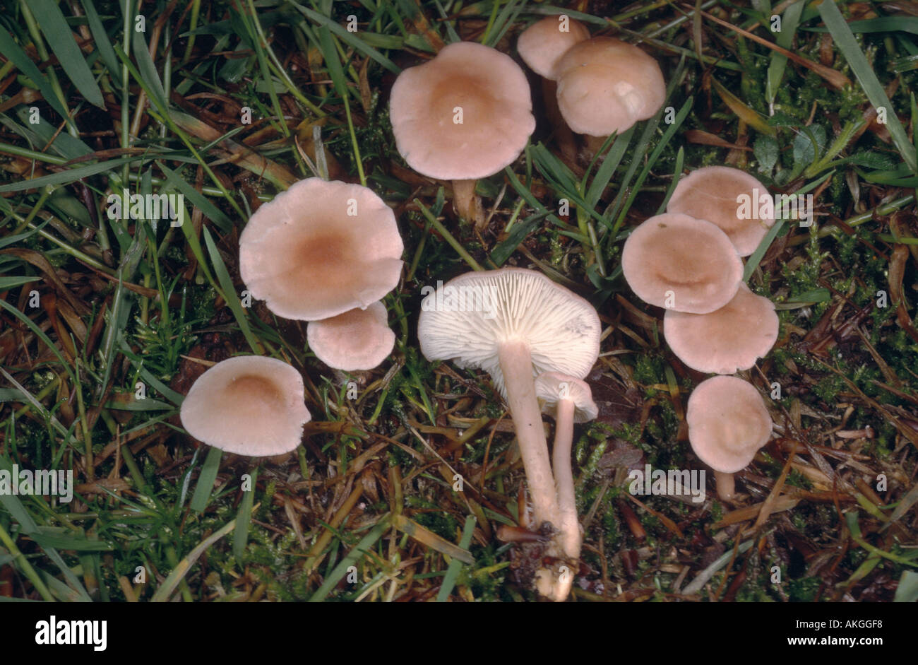 pink domecap (Calocybe carnea, Calocybe persicolor), group between grass, Germany, North Rhine-Westphalia Stock Photo