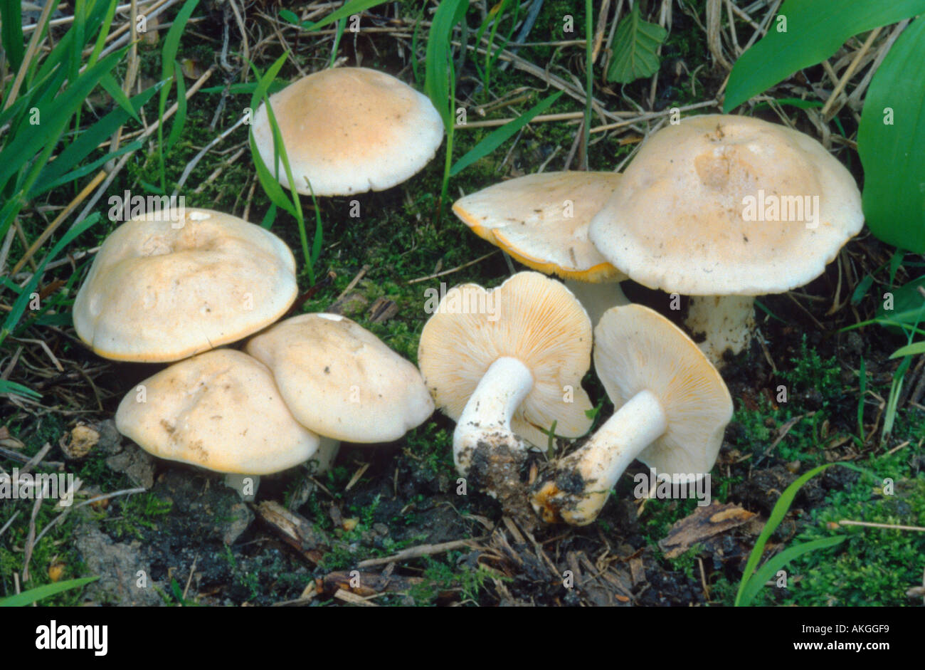 St. George's mushroom (Calocybe gambosa), group between grass, Germany, North Rhine-Westphalia Stock Photo