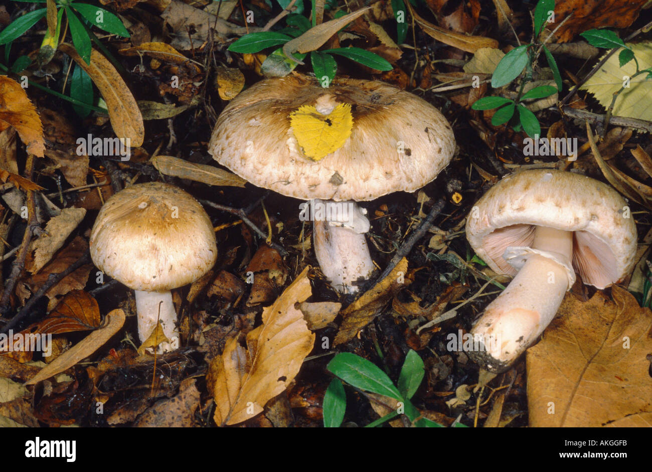 scaly wood mushroom (Agaricus langei, Psalliota langei), three fruiting bodies on the forest ground, Germany, Hesse, Cassel Stock Photo