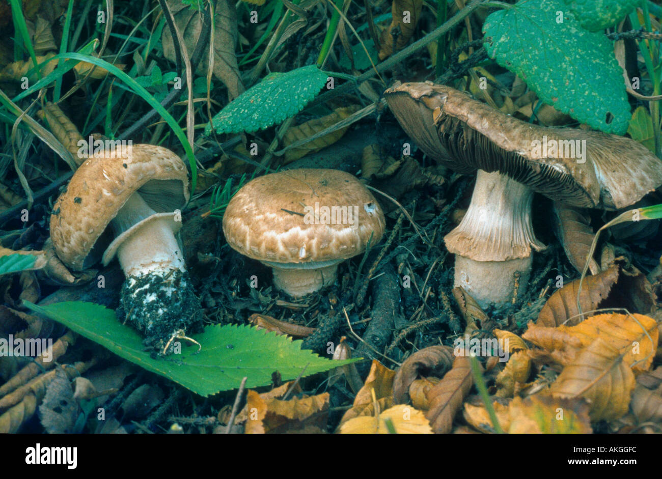 mushroom (Agaricus lanipes), three fruiting bodies at the ground, Germany, Lower Rhine Stock Photo