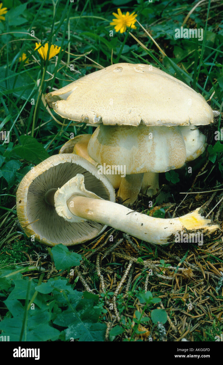 mushroom (Agaricus macrocarpus), fruiting bodies, Germany Stock Photo