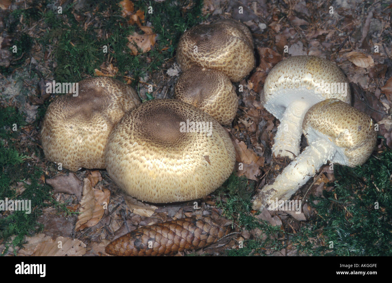 the prince (Agaricus augustus), fruiting bodies at  the forest ground, Germany, Rhineland-Palatinate Stock Photo