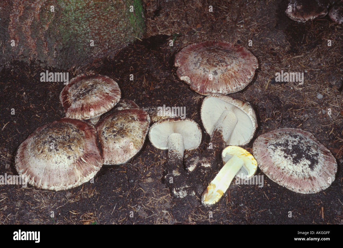 mushroom (Agaricus geesteranii), group at the forest ground, Germany, Lower Rhine Stock Photo