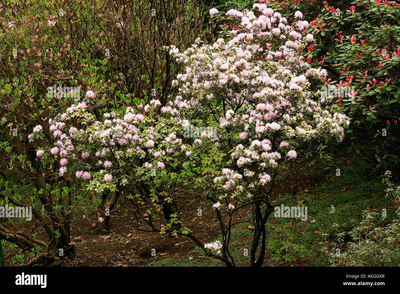 Rhododendron oleifolium Stock Photo