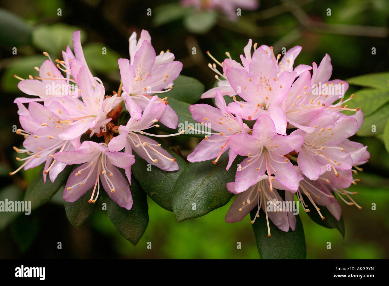Rhododendron oleifolium Stock Photo