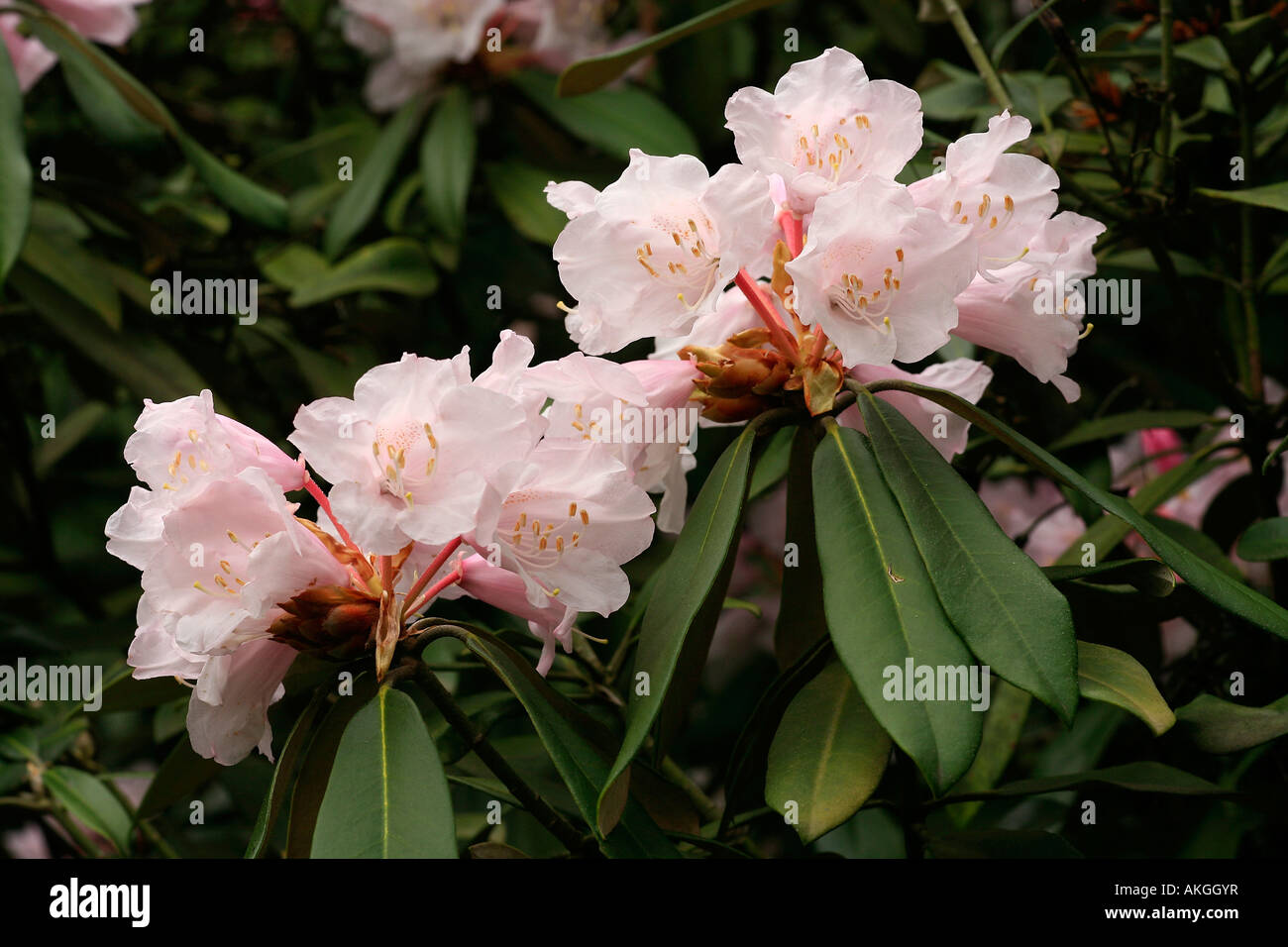 Rhododendron degronianum hi-res stock photography and images - Alamy