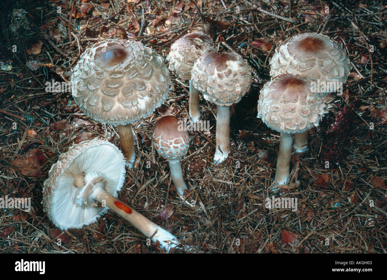 shaggy parasol (Macrolepiota rhacodes, Lepiota rhacodes), group at forest ground, Germany, Bavaria Stock Photo
