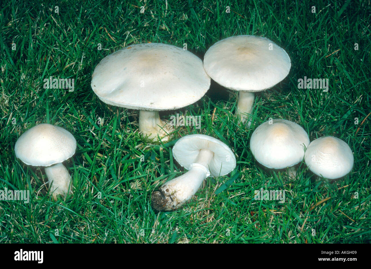 mushroom (Leucoagaricus leucothites), group on a meadow, Germany, North Rhine-Westphalia, Krefeld Stock Photo