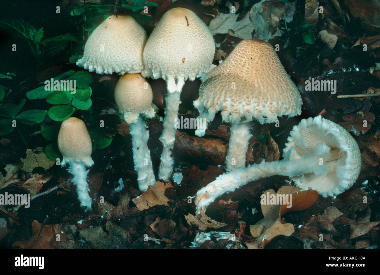 shield dapperling (Lepiota clypeolaria), group at the forest ground, Germany, Bavaria Stock Photo