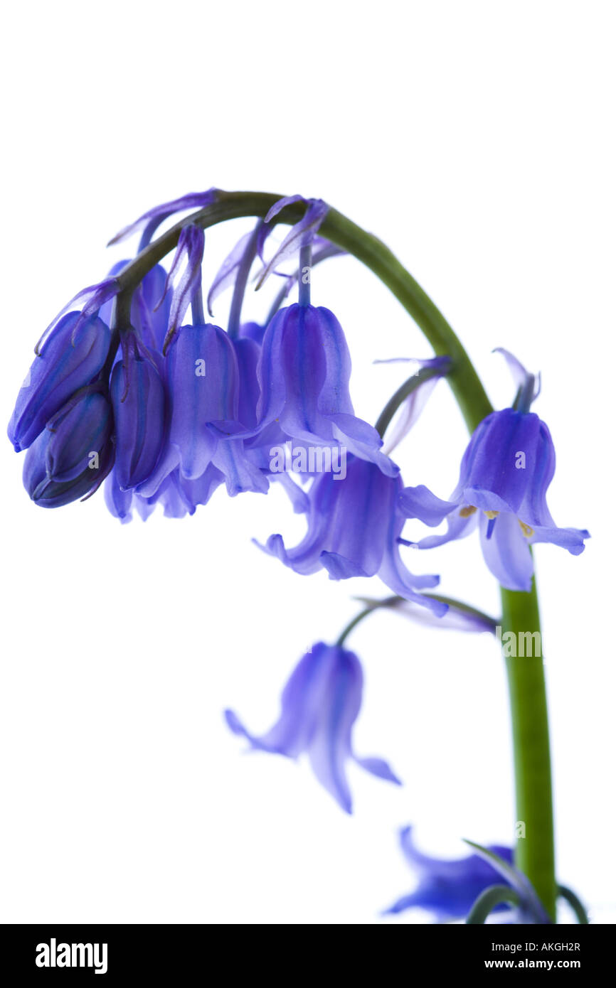 Close up of English Bluebell Hyacinthoide non scripta Stock Photo