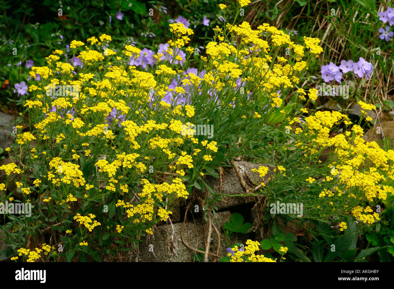 Alyssum saxatile hi-res stock photography and images - Alamy