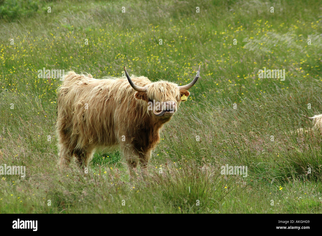 Aberdeen Angus Bull Stock Photo - Alamy