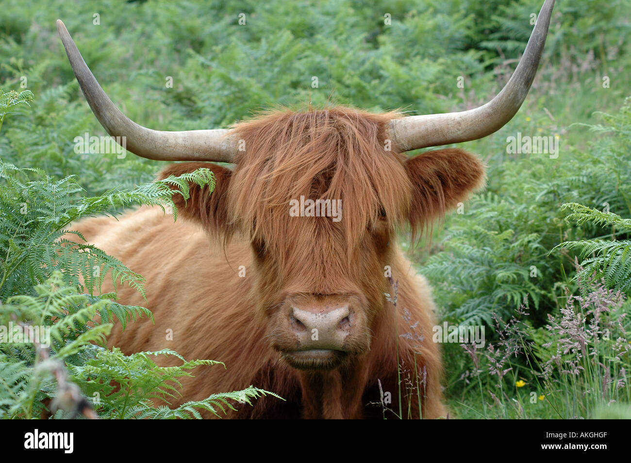 Aberdeen Angus Bull Stock Photo - Alamy