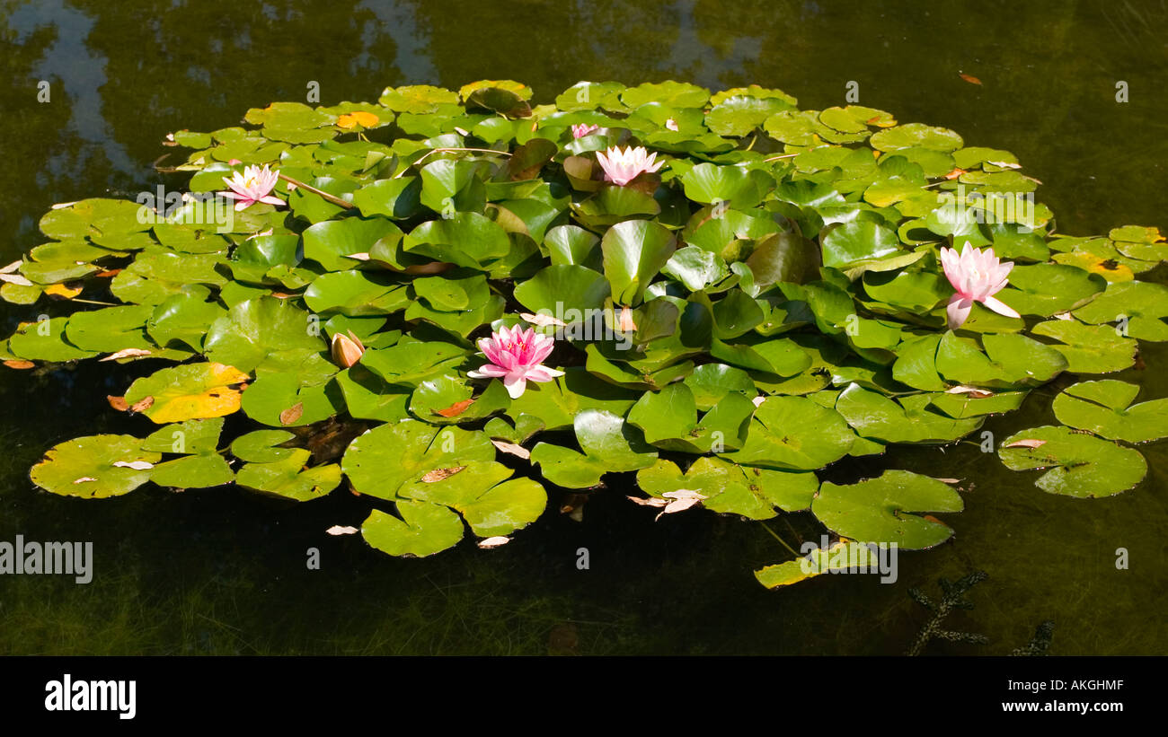 Water lily lily ornamental pond hi-res stock photography and images - Alamy