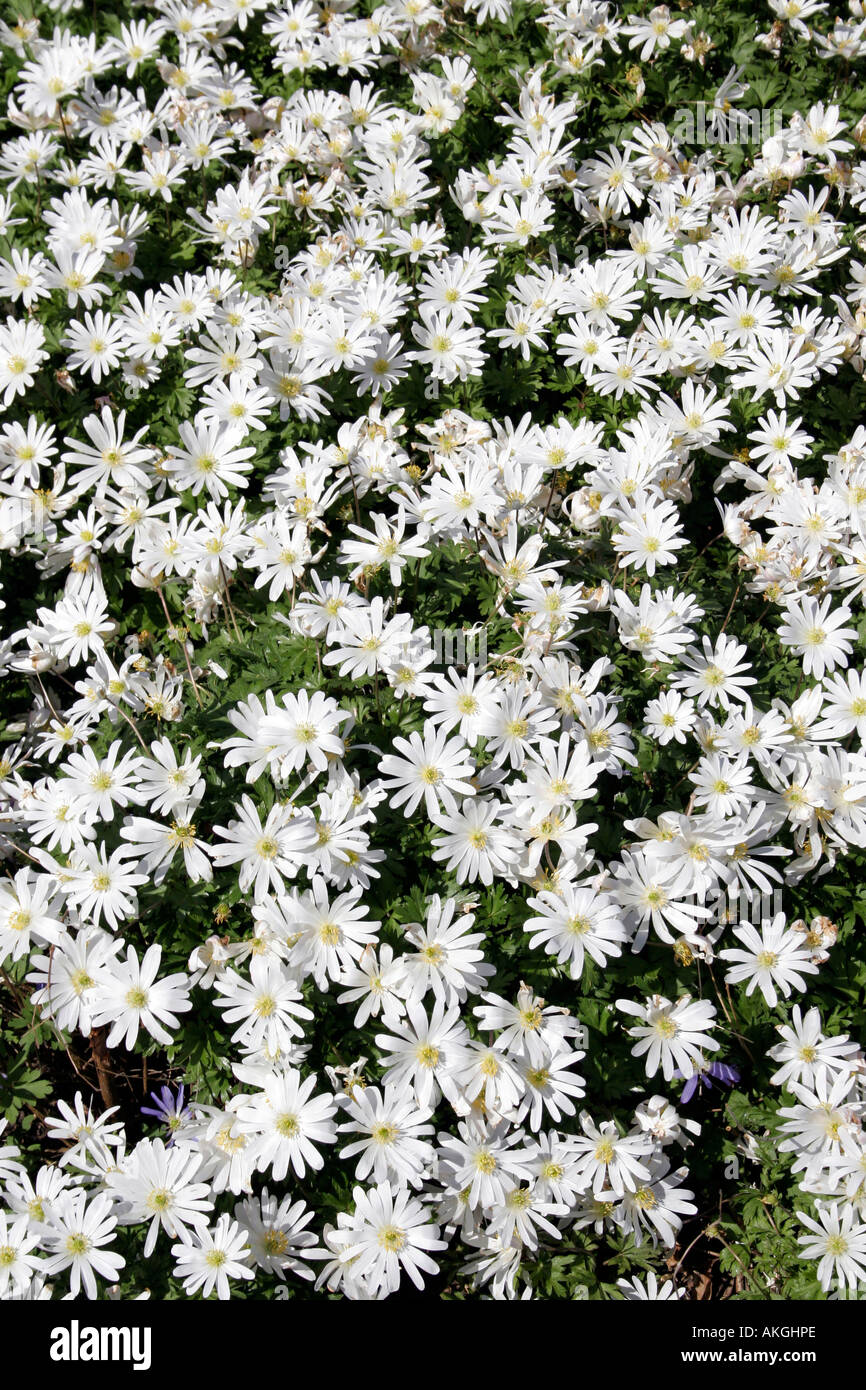 Formal flower display bedding hi-res stock photography and images - Alamy