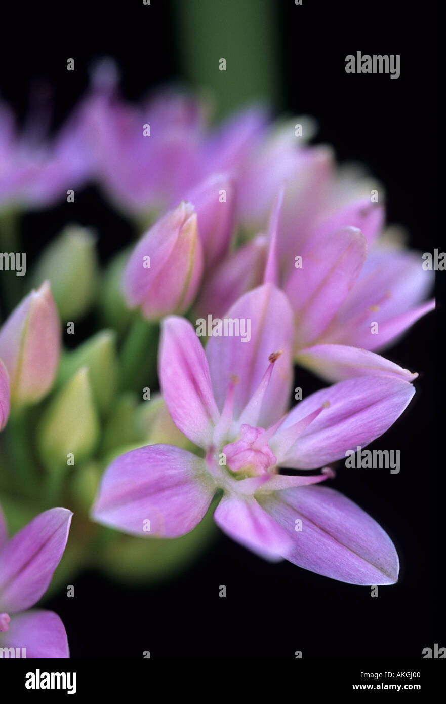Allium unifolium Stock Photo