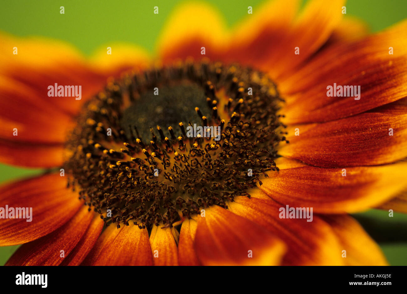 Helianthus debilis Sunflower Stock Photo