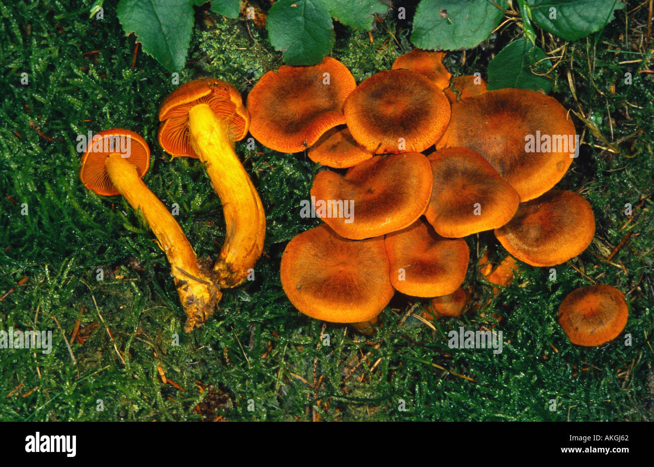 webcap (Cortinarius malicorius, Cortinarius croceifolius), group between moss, Germany, Eifel Stock Photo