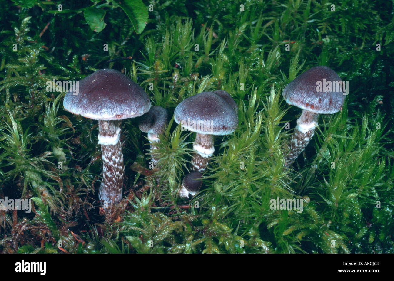 pelargonium webcap (Cortinarius paleaceus), four fruiting bodies between moss Stock Photo