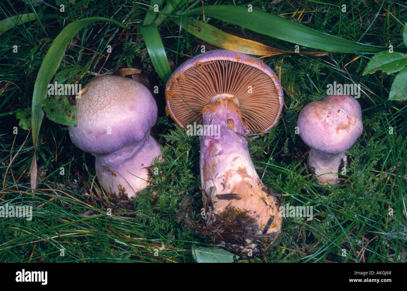 gassy webcap (Cortinarius traganus), three fruiting bodies between moss Stock Photo