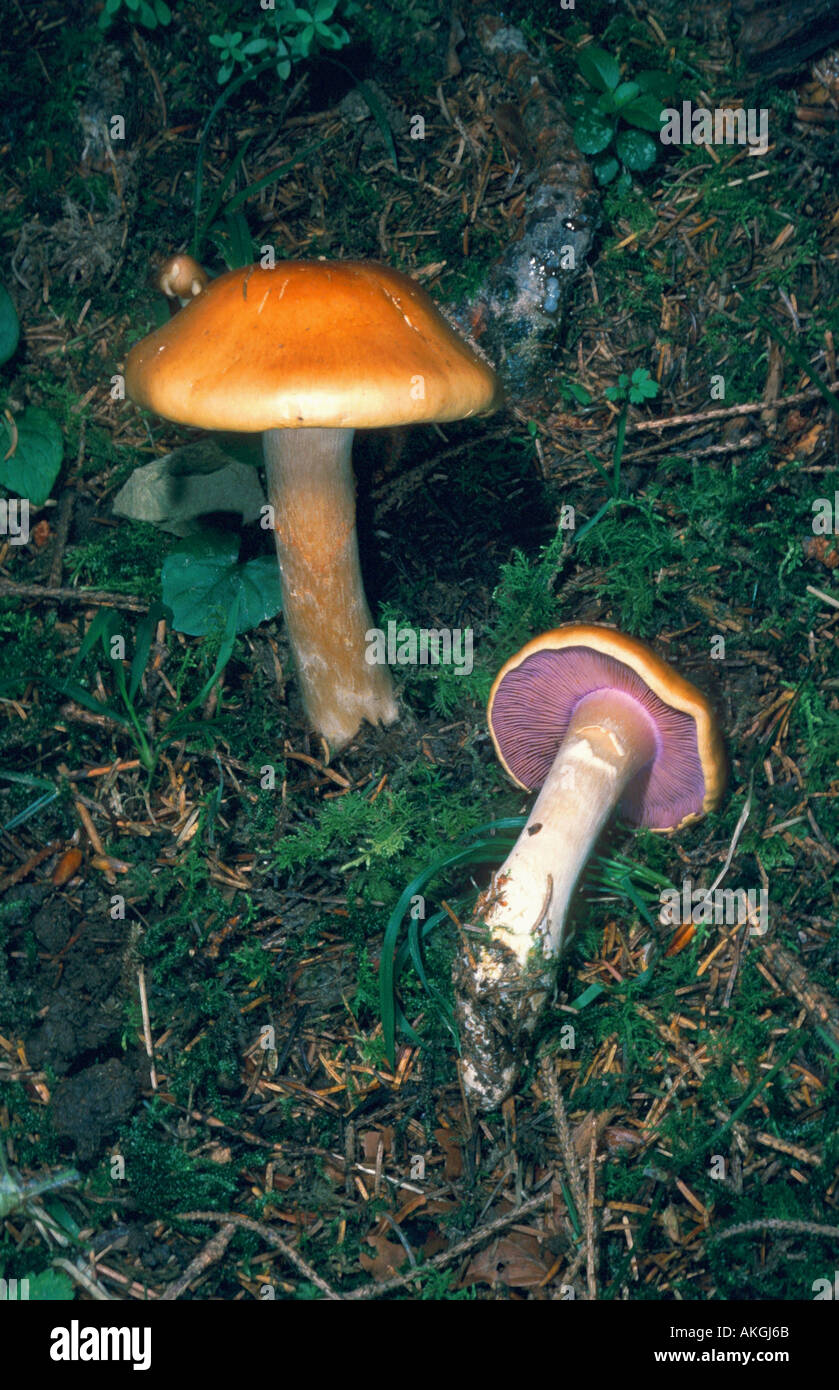 contrary webcap (Cortinarius varius), two fruiting bodies between moss, Germany, Eifel, Geeste Stock Photo