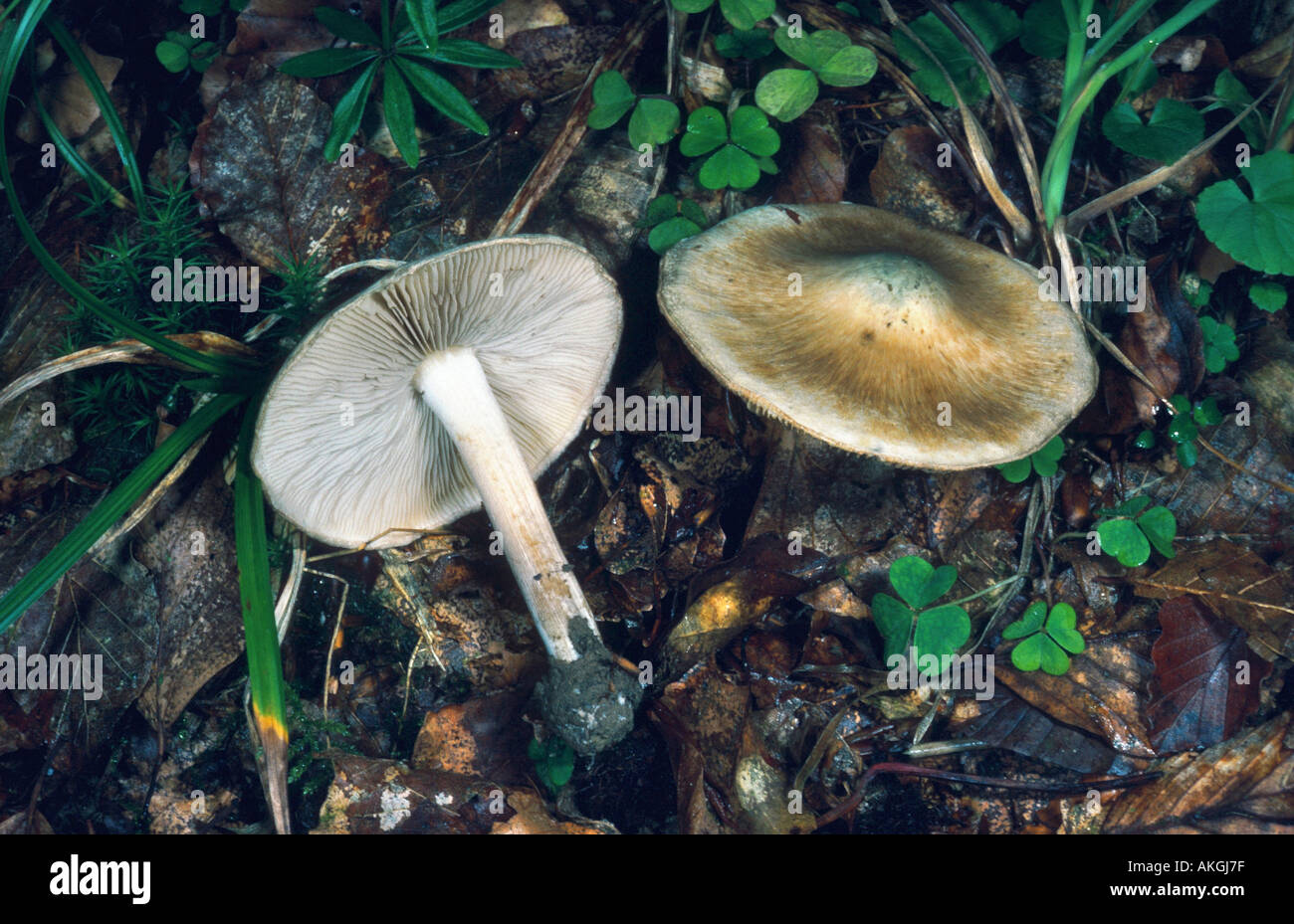 greenflush fibrecap (Inocybe corydalina), two fruiting bodies on forest ground, Germany, Eifel, Geeste Stock Photo