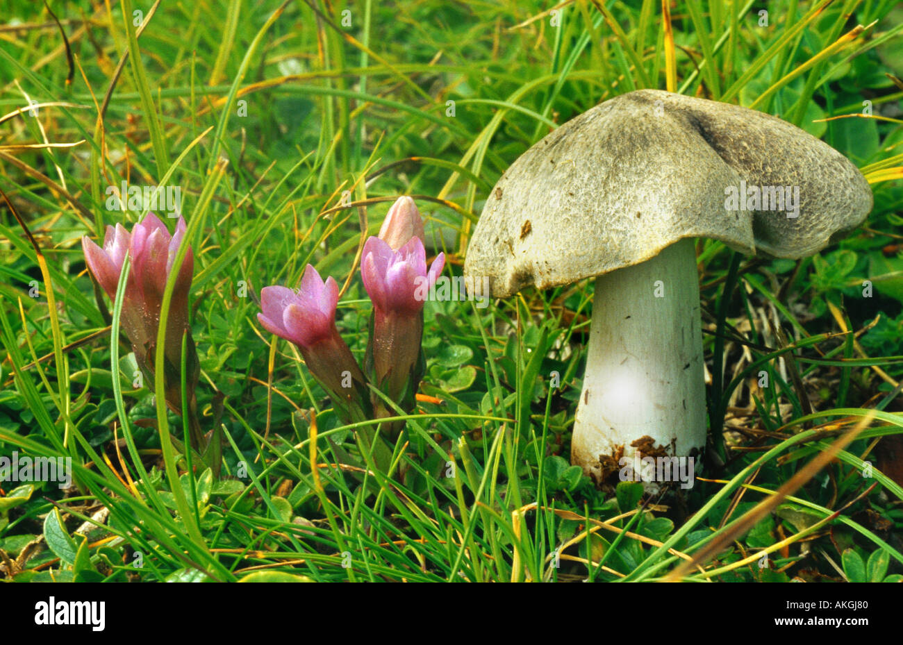 silky fibrecap (Inocybe fibrosa), single fruiting body on a meadow, Styria Stock Photo