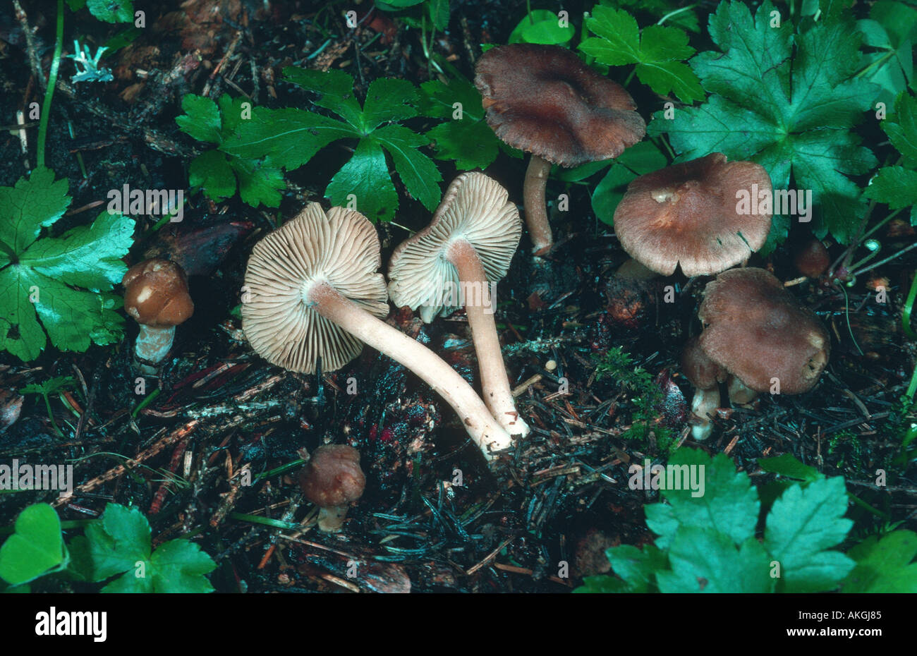 fibrecap (Inocybe nitidiuscula, Inocybe friesii), group on forest ground, Germany, Bavaria Stock Photo