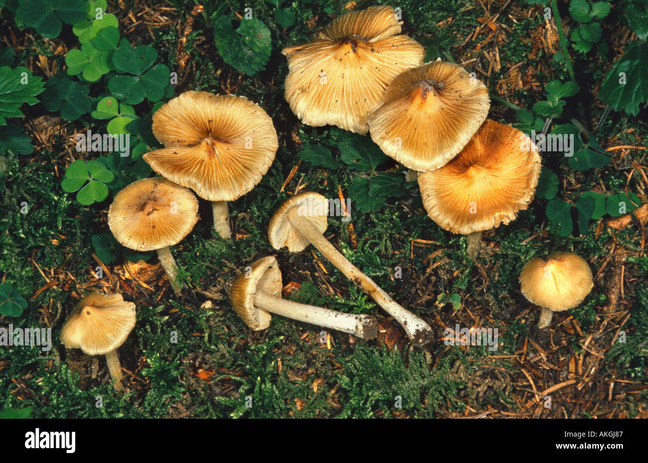 split fibrecap  (Inocybe fastigiata, Inocybe rimosa), group on forest ground, Germany, Bavaria, Gilching Stock Photo