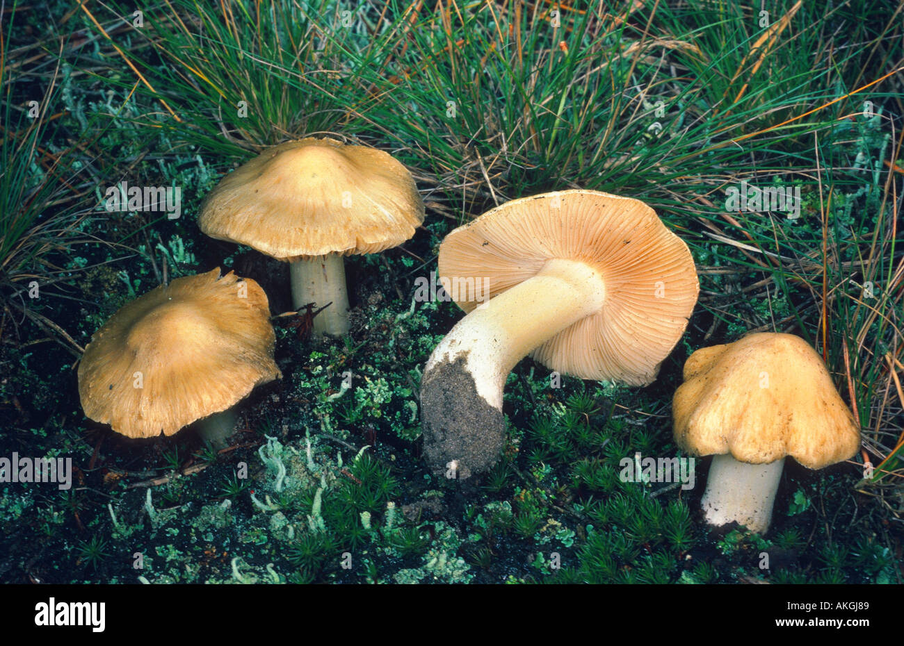 fibrecap (Inocybe sambucina), four fruiting bodies on forest ground, Belgium, Molale Stock Photo