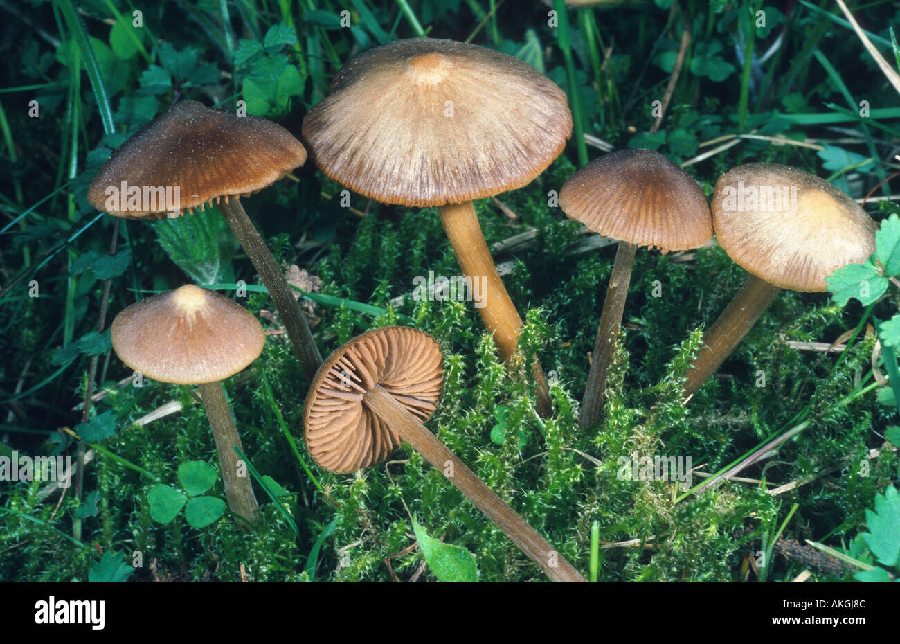 pinkgill (Entoloma hirtipes), group between moss, Germany, Eifel, Geeste Stock Photo