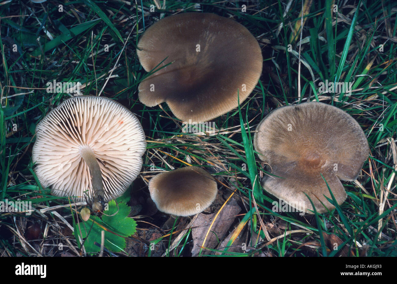 wood pinkgill (Entoloma rhodopolium), four fruiting bodies between grasses, Germany, Hesse, Cassel Stock Photo
