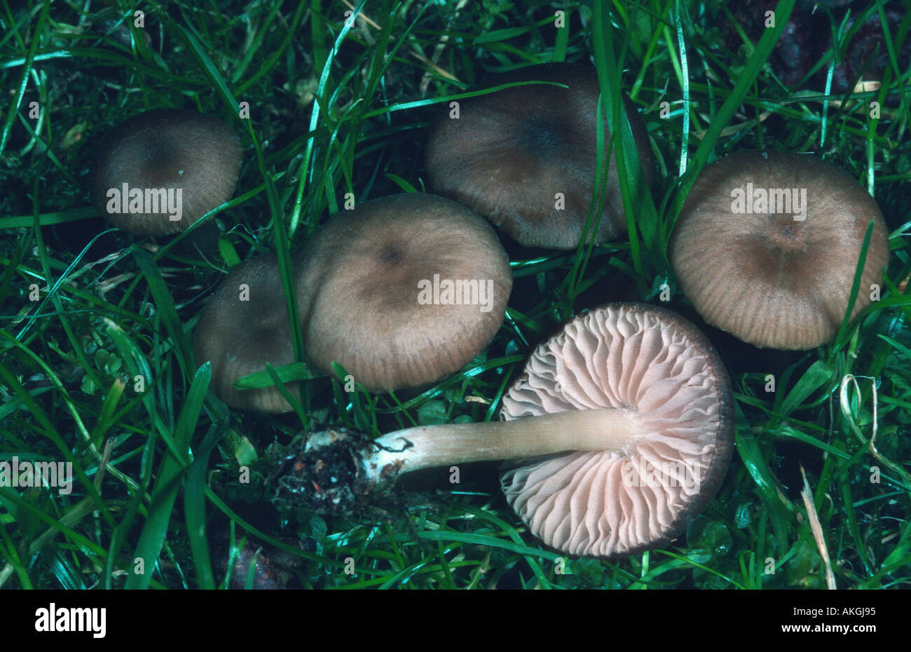 silky pinkgill (Entoloma sericeum), six fruiting bodies between grasses, Germany, North Rhine-Westphalia Stock Photo