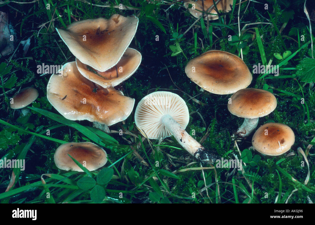 woodwax (Hygrophorus dicoideus), group between grasses, Germany, Hesse, Cassel Stock Photo