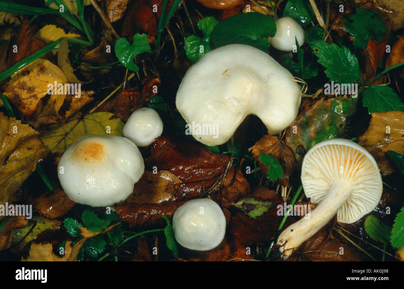 woodwax (Hygrophorus hedrychii, Hygrophorus melizeus), group on forest ground, Germany, Hesse, Cassel Stock Photo