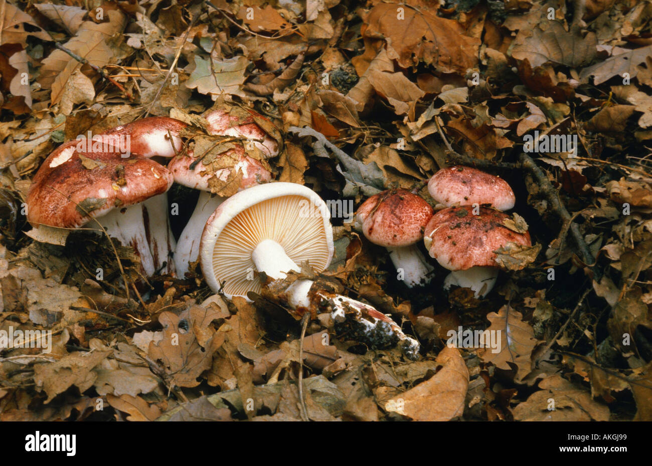 pinkmottle woodwax (Hygrophorus russula), group under leaves, Germany, Rhineland-Palatinate Stock Photo