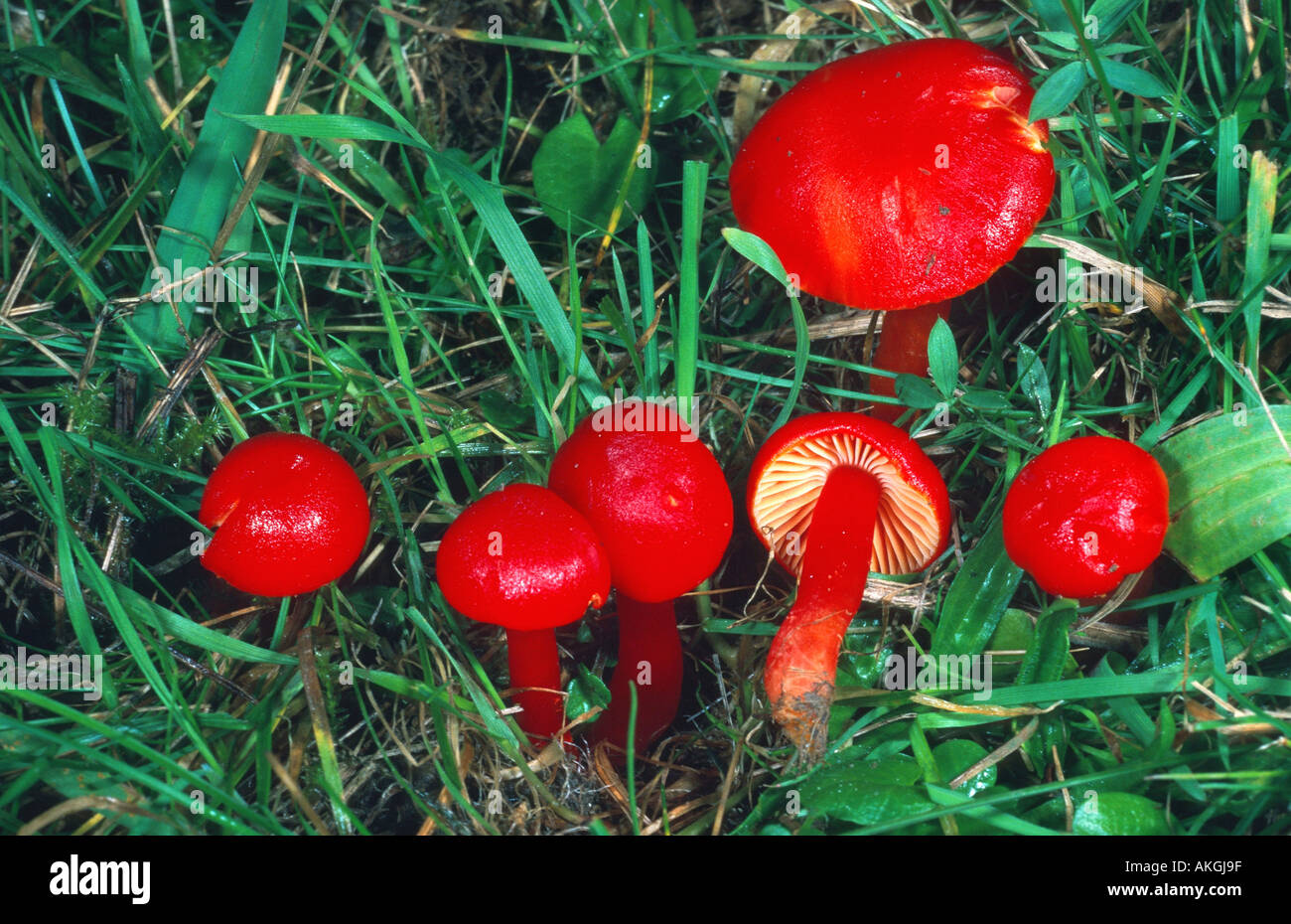 scarlet waxcap (Hygrocybe coccinea), group between grasses, Germany, Hesse, Cassel Stock Photo