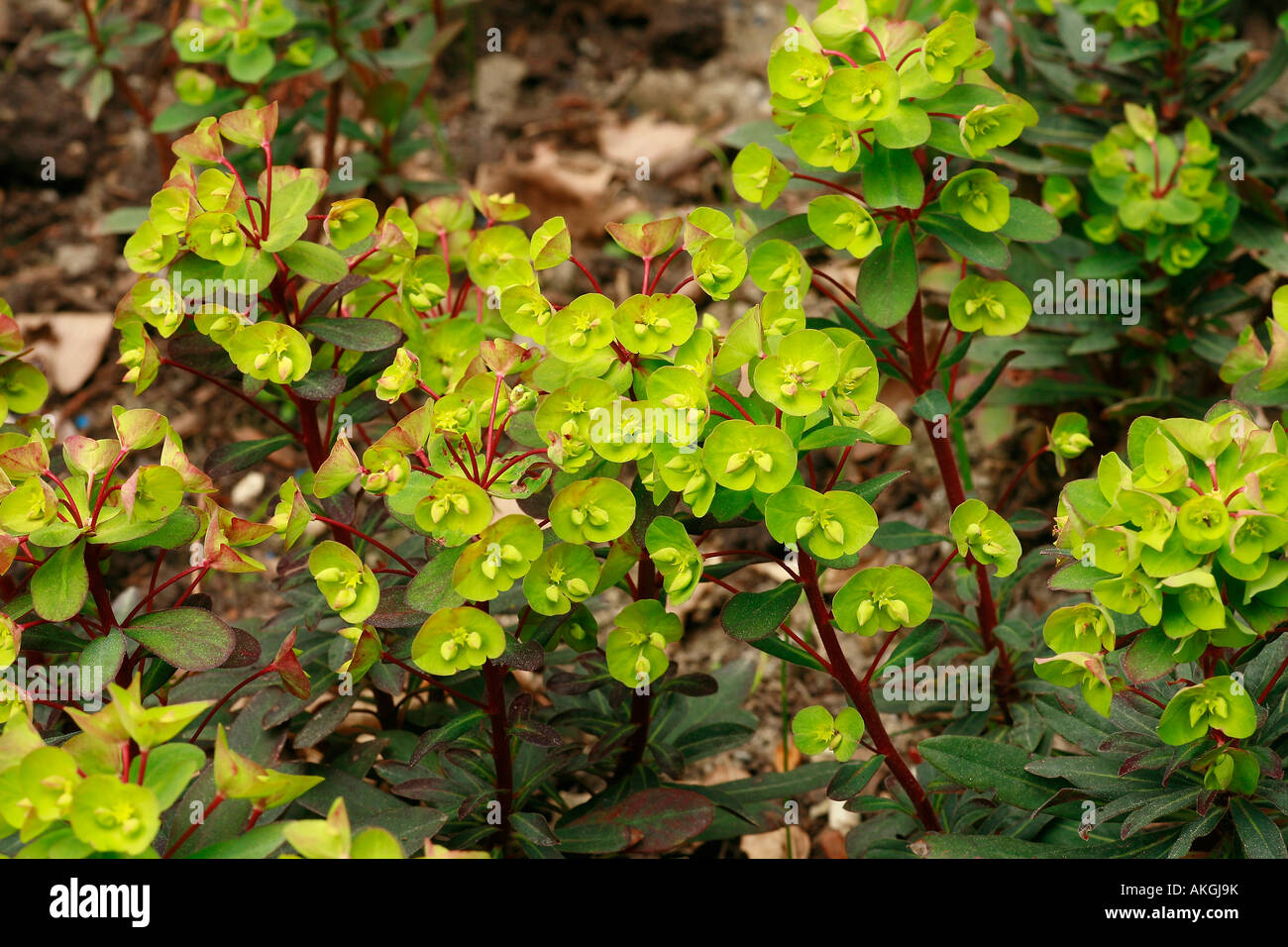 Euphorbia amygdaloides 'Purpurea' Stock Photo