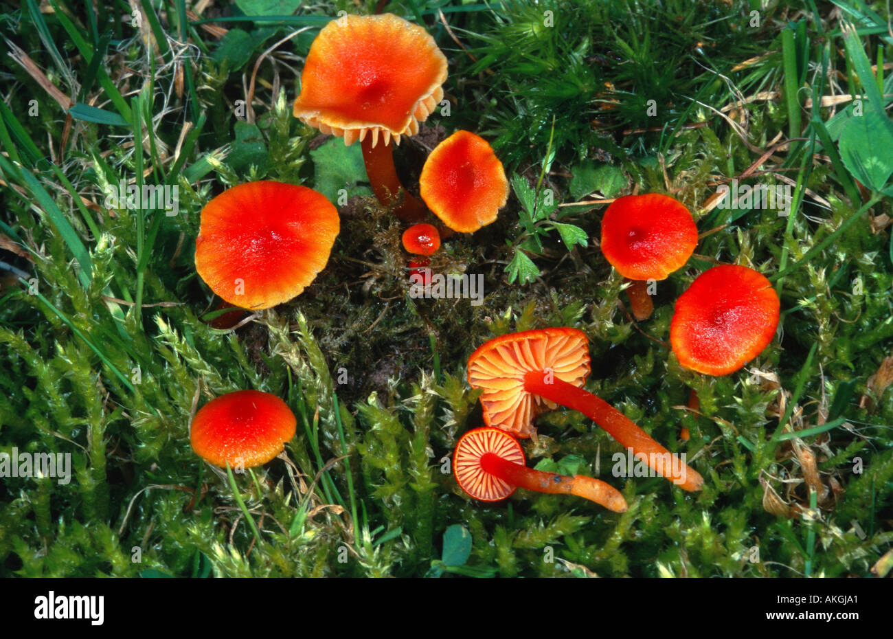 vermilion waxcap (Hygrocybe miniata), group between moss, Germany, Eifel Stock Photo