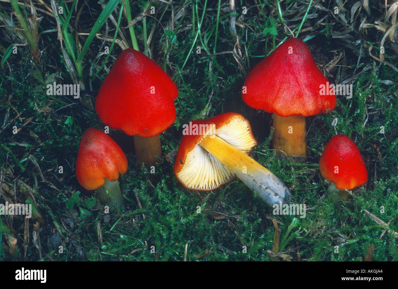 blackening waxcap (Hygrocybe conica, Hygrocybe nigrescens), group between moss, Germany, Sauerland, Balve Stock Photo