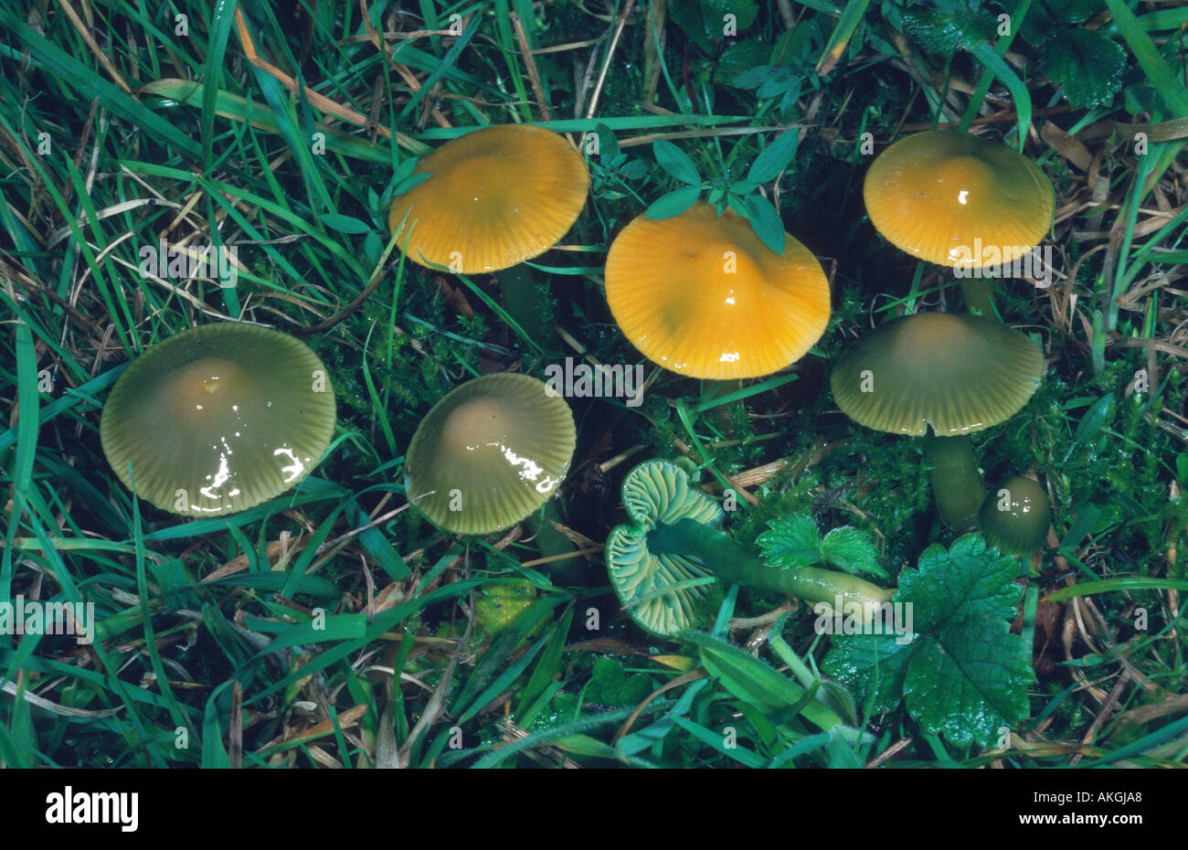 parrot waxcap (Hygrocybe psittacina), group between grasses, Germany, Hesse, Cassel Stock Photo