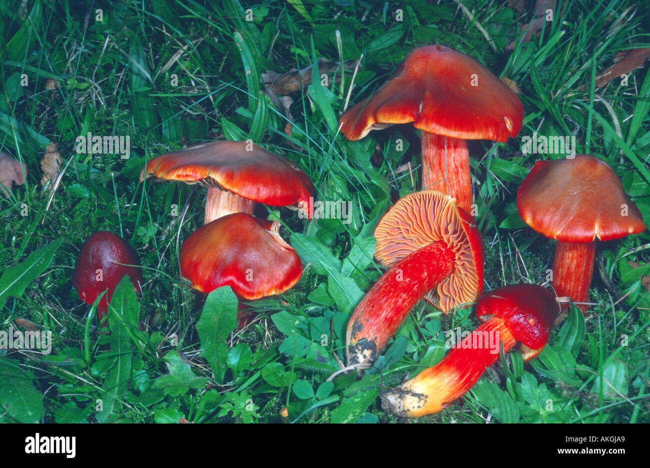 crimson waxcap (Hygrocybe punicea), group on a meadow, Germany, Hesse, Cassel Stock Photo